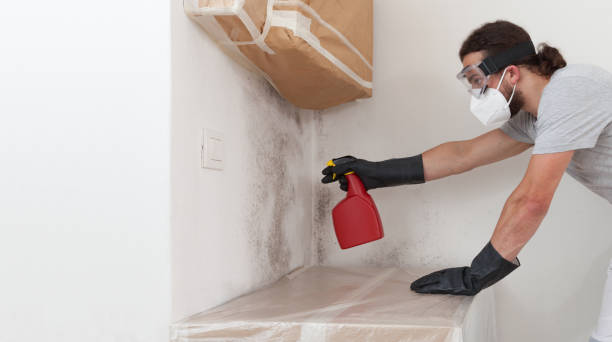 Professional Basement Mold Removal technician working in Medina, TX