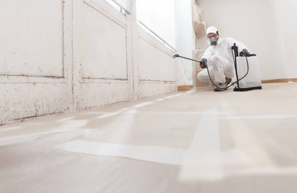 24/7 Emergency Basement Mold Removal experts in Medina, TX