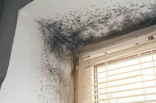 Affordable Basement Mold Removal solutions in Medina, TX